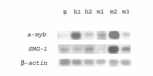 Int J Med Sci Image