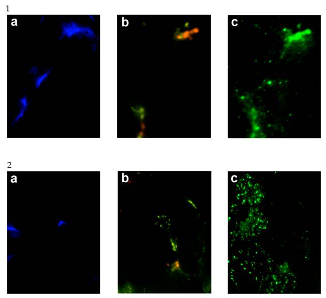 Int J Med Sci Image
