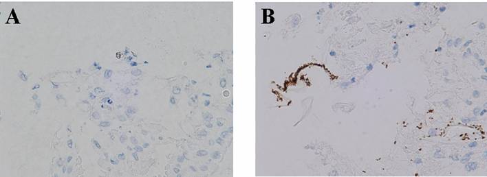 Int J Med Sci Image