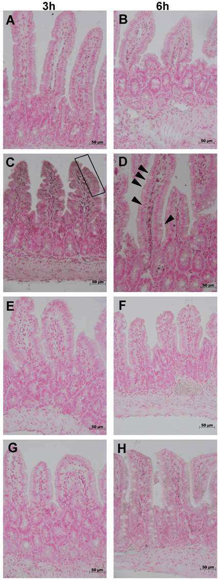 Int J Med Sci Image