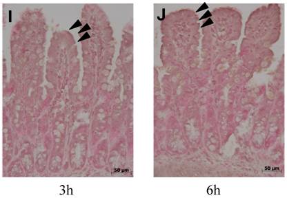 Int J Med Sci Image