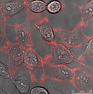 Int J Med Sci Image