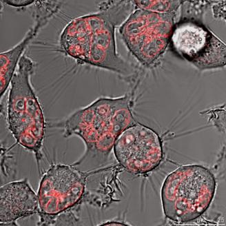 Int J Med Sci Image
