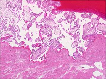 Int J Med Sci Image