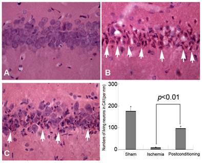 Int J Med Sci Image