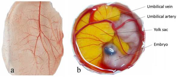 Application of the Chick Embryo Chorioallantoic Membrane in