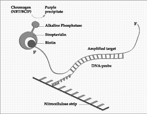 Biotinylated Dna