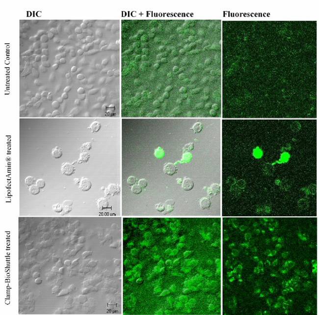 Hela Cell Culture