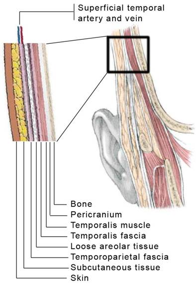 Temporal Region