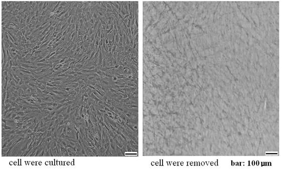 protocol culture skin fibroblasts