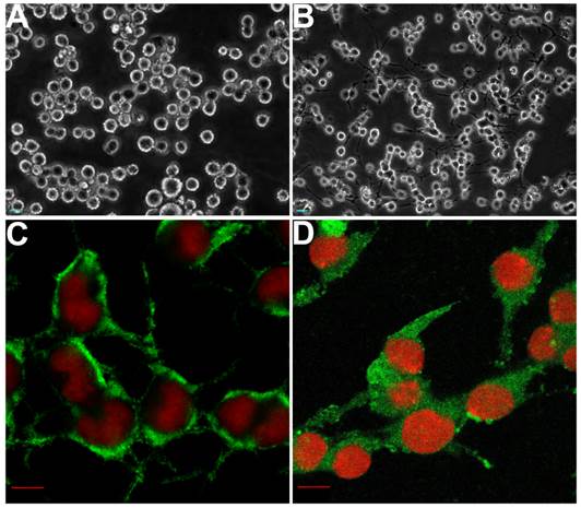 Neural Cell Apoptosis Induced by Microwave Exposure Through Mitochondria-dependent Caspase-3 Pathway