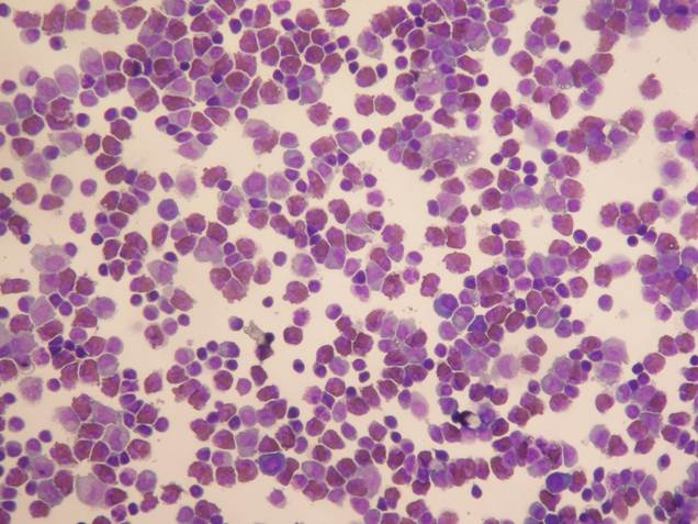 Int J Med Sci Image