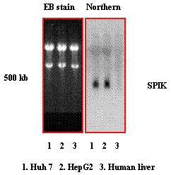 Int J Med Sci Image