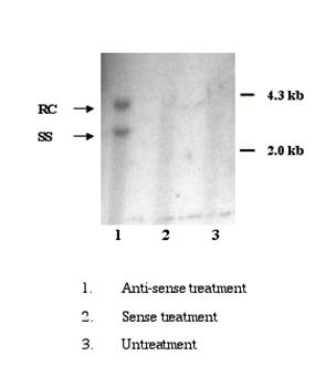 Int J Med Sci Image