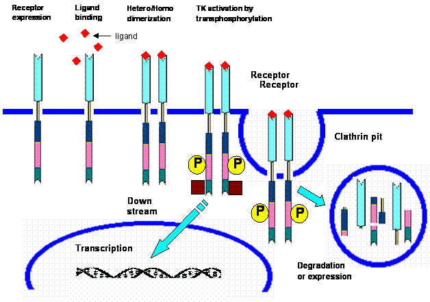 Int J Med Sci Image