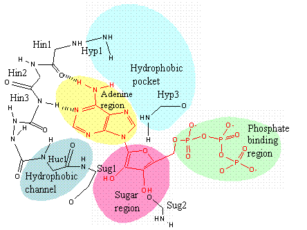 Int J Med Sci Image