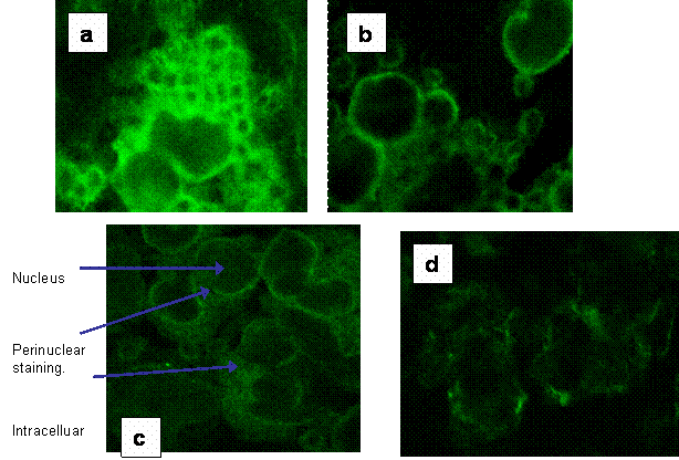 Int J Med Sci Image