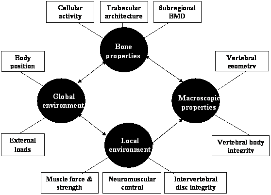 Int J Med Sci Image