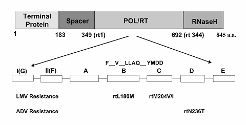 Int J Med Sci Image