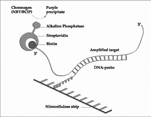 Int J Med Sci Image