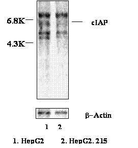 Int J Med Sci Image