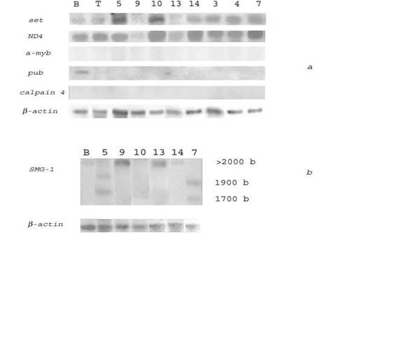 Int J Med Sci Image