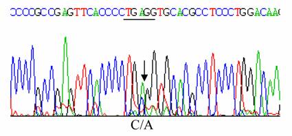 Int J Med Sci Image