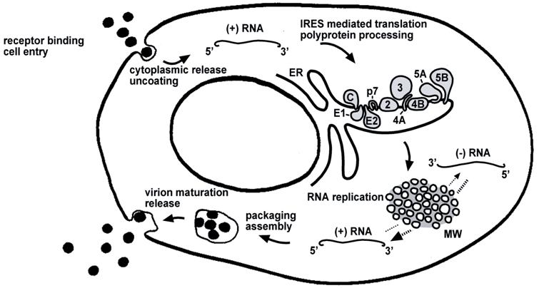 Int J Med Sci Image