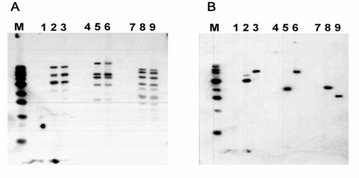 Int J Med Sci Image