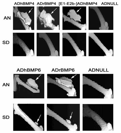 Int J Med Sci Image