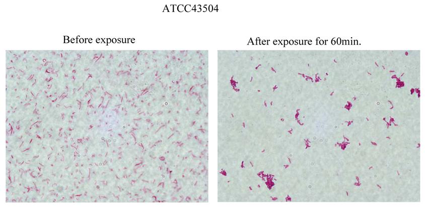 Int J Med Sci Image