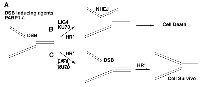 Int J Med Sci Image