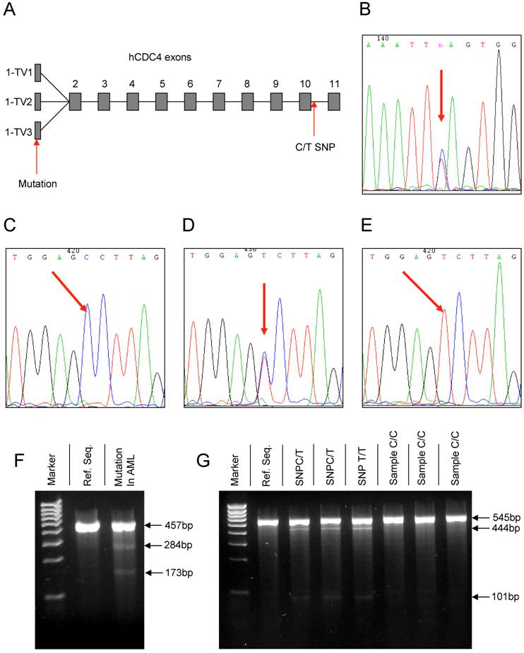 Int J Med Sci Image