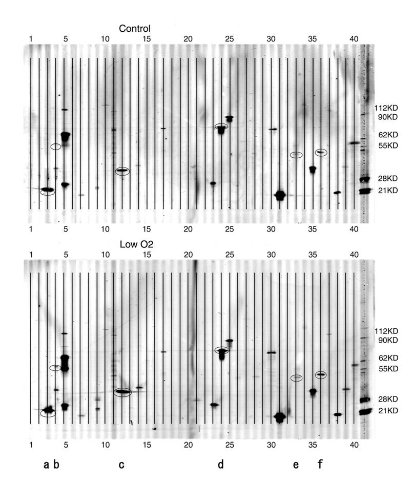 Int J Med Sci Image