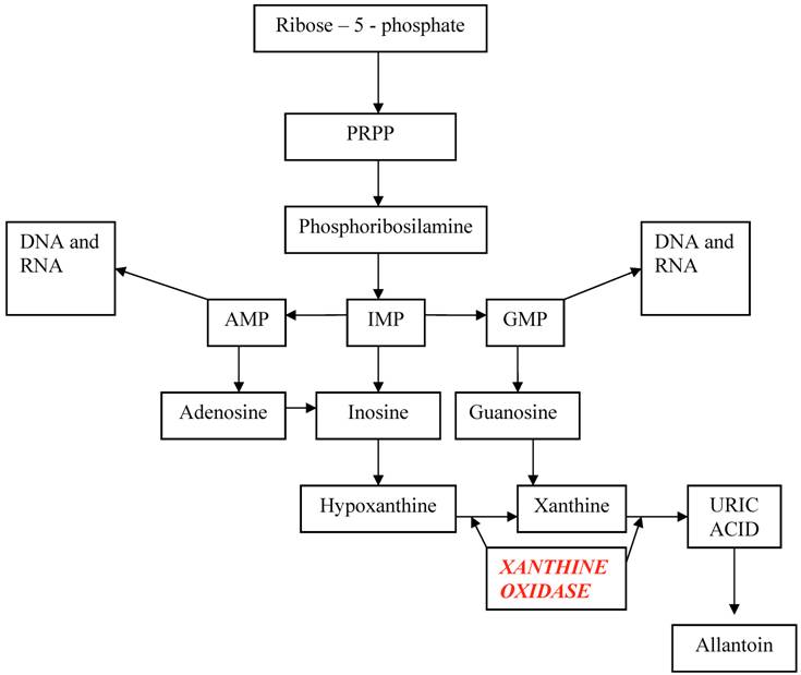 Int J Med Sci Image