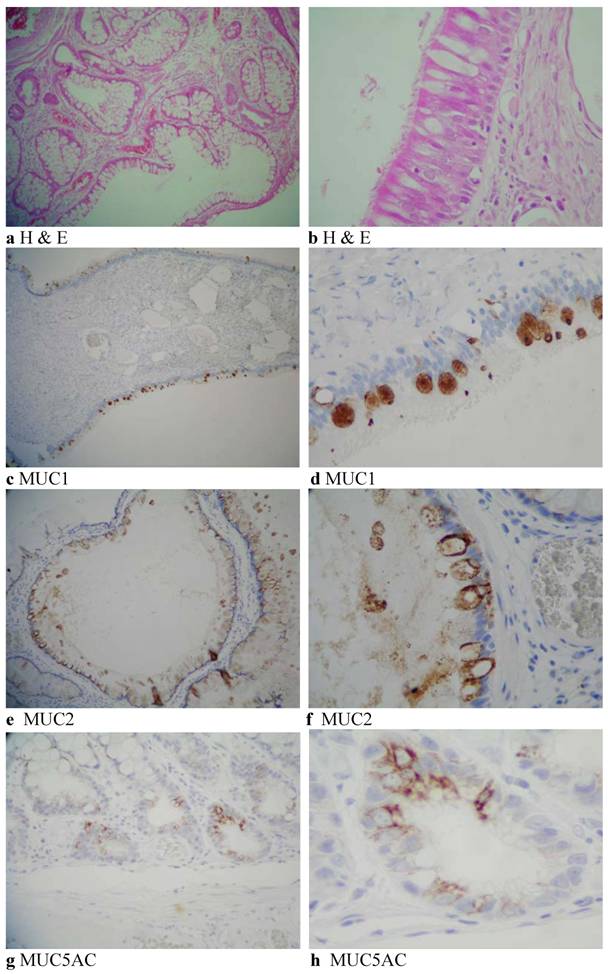 Int J Med Sci Image