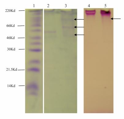 Int J Med Sci Image