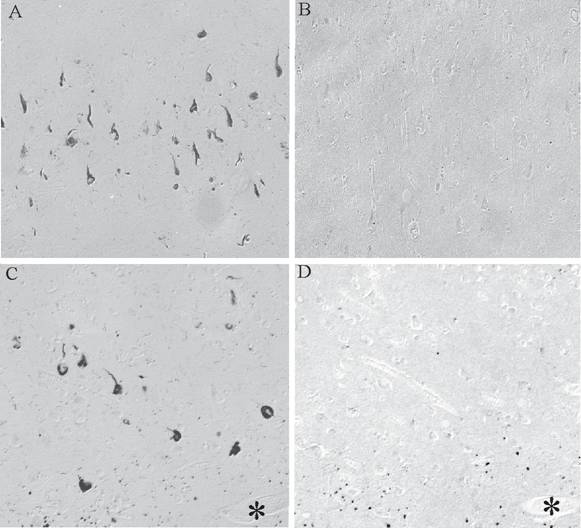 Int J Med Sci Image