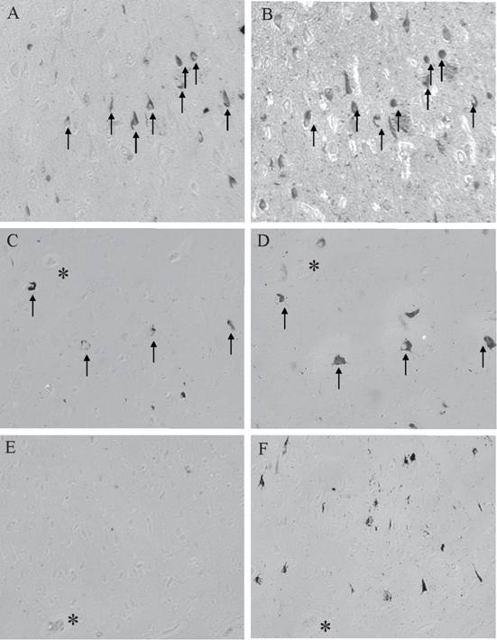 Int J Med Sci Image