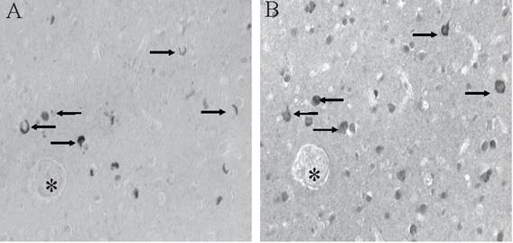 Int J Med Sci Image