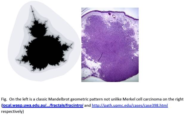 Int J Med Sci Image