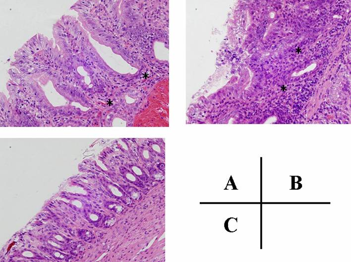 Int J Med Sci Image