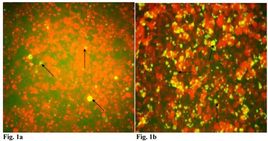 Int J Med Sci Image