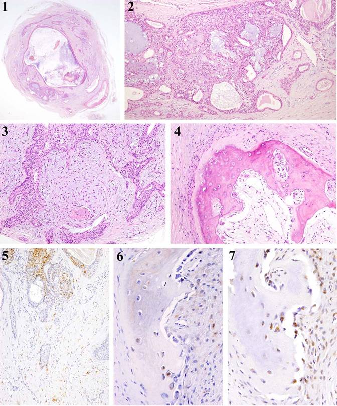 Int J Med Sci Image