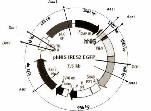 Int J Med Sci Image