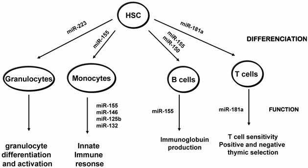 Int J Med Sci Image