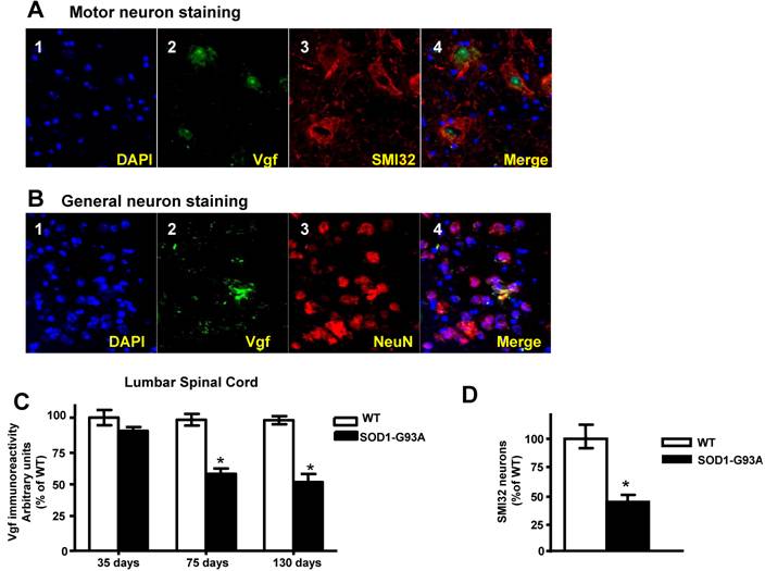 Int J Med Sci Image