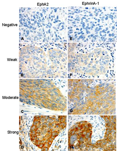 Int J Med Sci Image