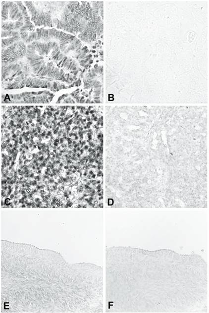 Int J Med Sci Image