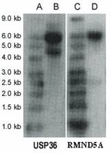 Int J Med Sci Image